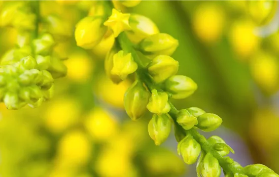 Goldtröpfchen - Einpflanzen im Garten Goldtröpfchen - Einpflanzen im Garten