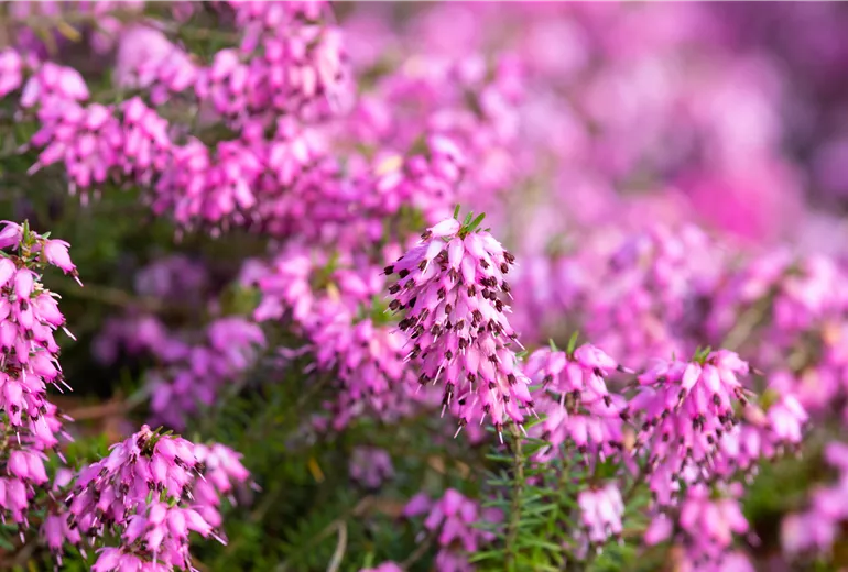 Erica carnea 'Martin'