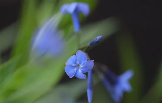 Texas Blaustern - Einpflanzen im Garten Texas Blaustern - Einpflanzen im Garten