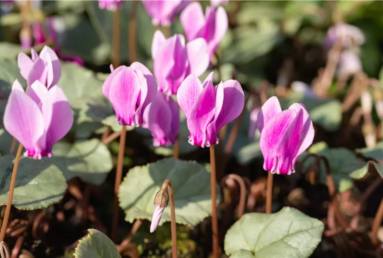 Cyclamen hederifolium 'Silverleaf'