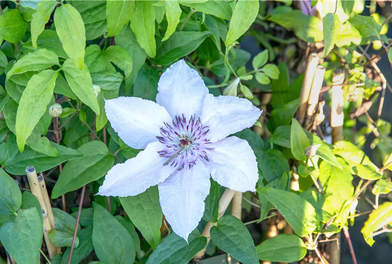 Clematis 'Justa' Clematis 'Justa'