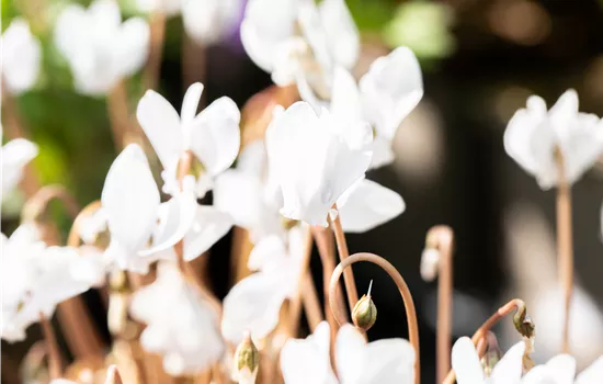 Alpenveilchen pflanzen und bunte Blüten bewundern Alpenveilchen pflanzen und bunte Blüten bewundern
