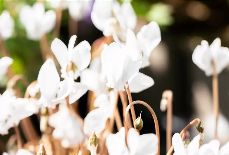 Cyclamen hederifolium 'Ivy Ice Pure White'