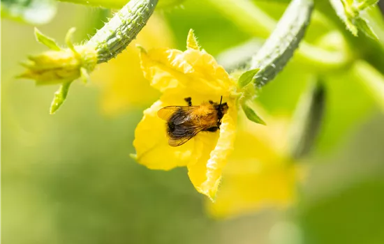 Bienenfreundliche Pflanzen für Garten und Co. Bienenfreundliche Pflanzen für Garten und Co.