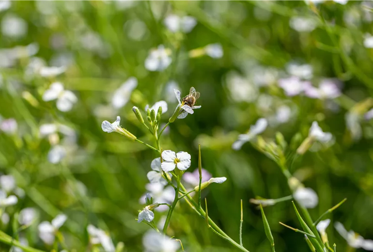 Raphanus sativus var. oleiformis Raphanus sativus var. oleiformis