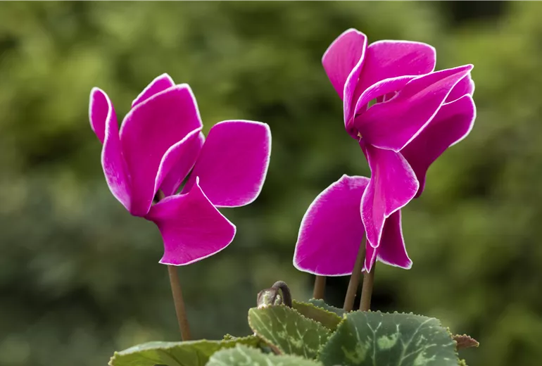Cyclamen persicum 'Contiga Purple Flamed'