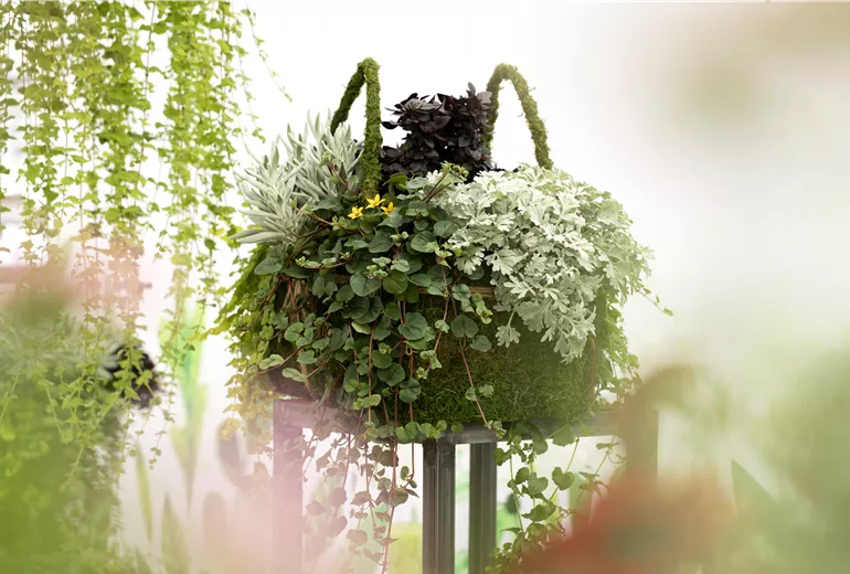 Kombination verschiedener Blattschmuckpflanzen Kombination verschiedener Blattschmuckpflanzen