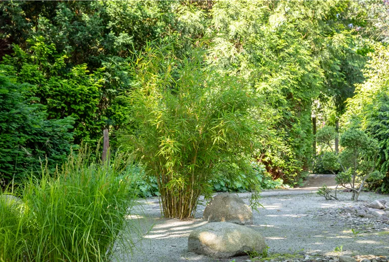 Asia-Garten mit Bambus Asia-Garten mit Bambus
