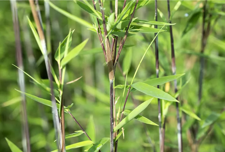Fargesia nitida 'Black Pearl' Fargesia nitida 'Black Pearl'