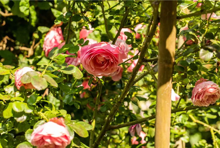 Kletterrose, rosa Kletterrose, rosa