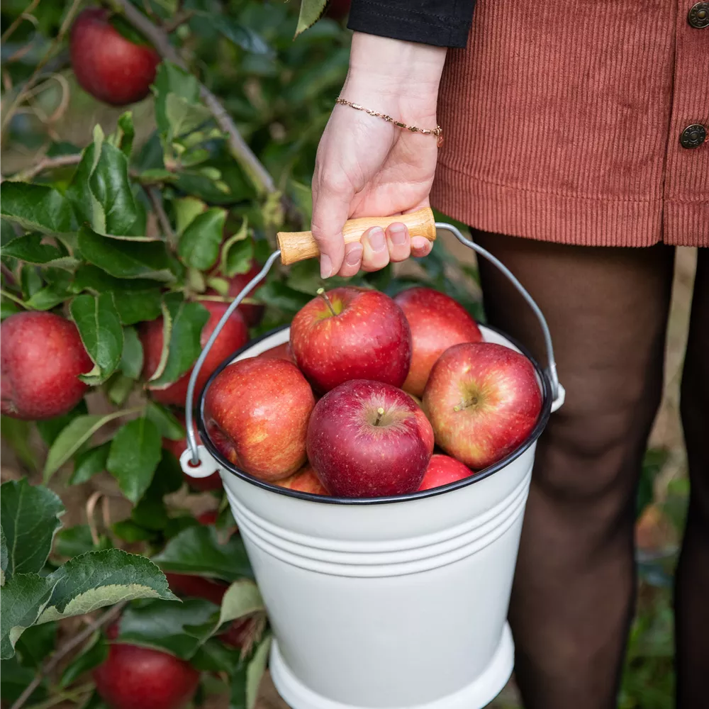 Obstbäume Obstbäume