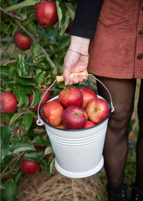 Obstbäume