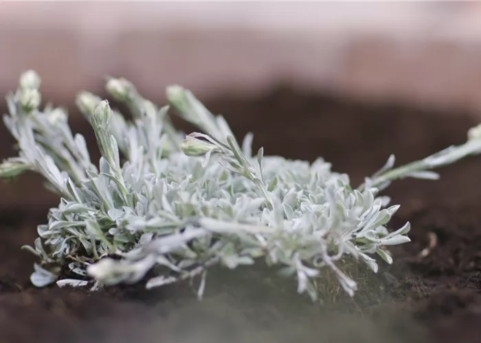 Katzenpfötchen - Einpflanzen im Garten Katzenpfötchen - Einpflanzen im Garten