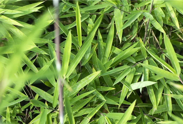 Fargesia nitida 'Black Pearl' Fargesia nitida 'Black Pearl'