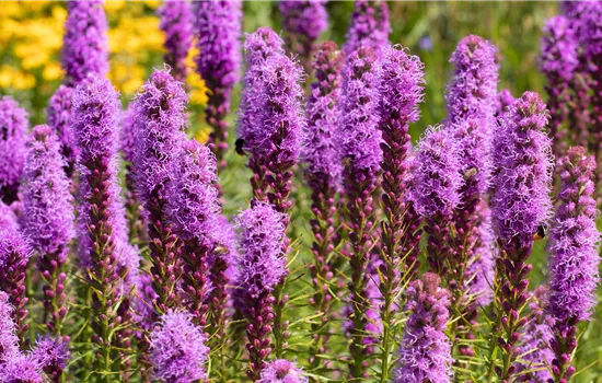 Prachtscharte - Einpflanzen im Garten Prachtscharte - Einpflanzen im Garten