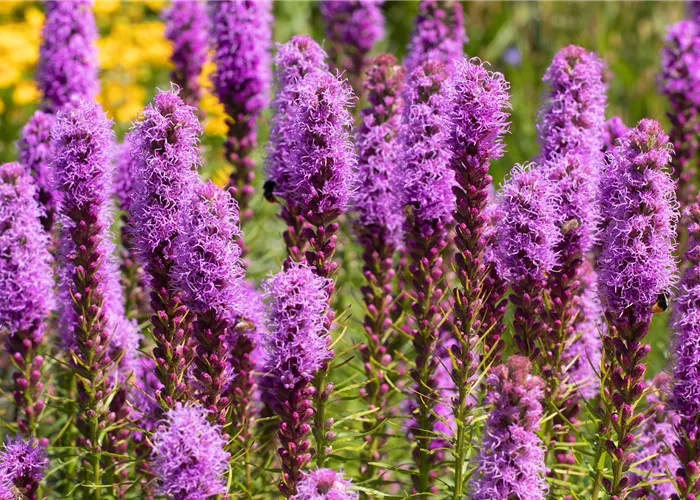 Prachtscharte - Einpflanzen im Garten