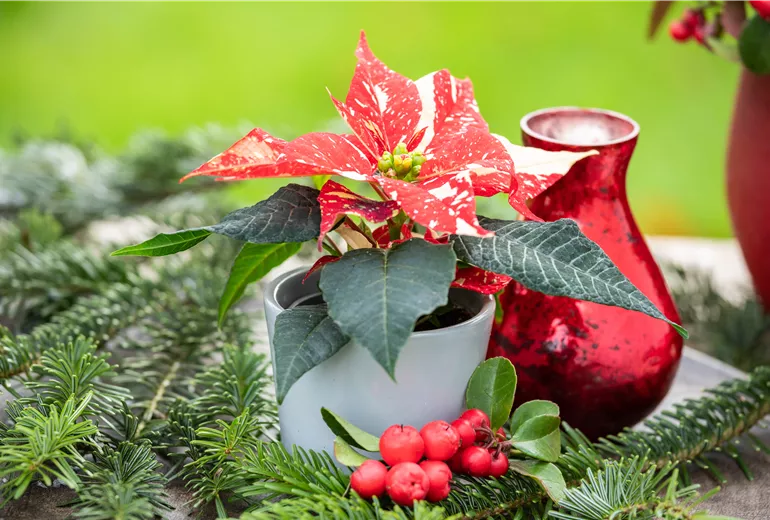 Euphorbia pulcherrima