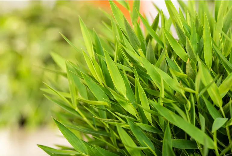 Pogonatherum paniceum 'Monica' Pogonatherum paniceum 'Monica'