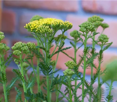 Schafgarbe - Einpflanzen im Garten (gelb) Schafgarbe - Einpflanzen im Garten (gelb)