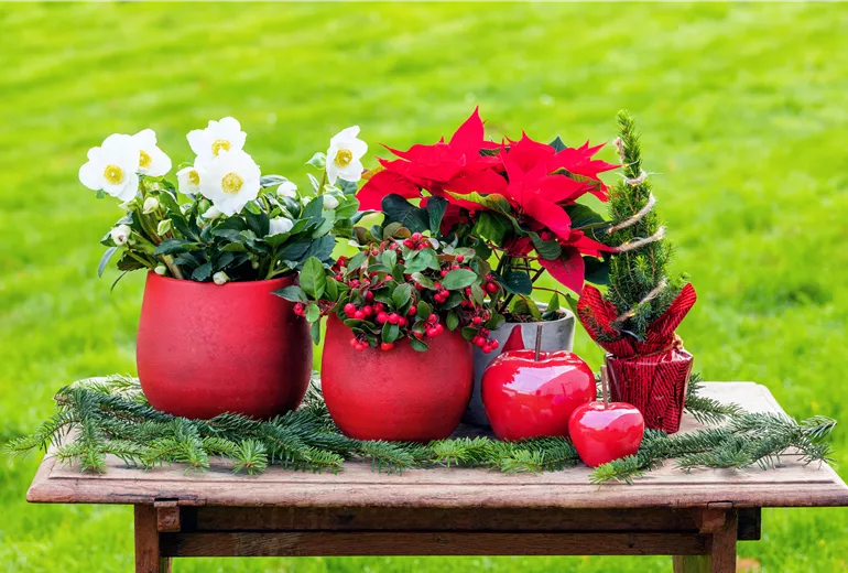 Weihnachtliche Pflanzen Weihnachtliche Pflanzen