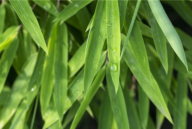 Fargesia nitida 'Black Pearl' Fargesia nitida 'Black Pearl'