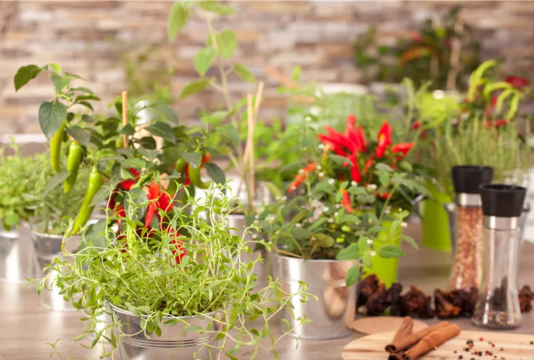 Küchenambiente mit Kräutern Küchenambiente mit Kräutern