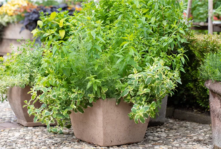 Kübel mit Kräutern Kübel mit Kräutern