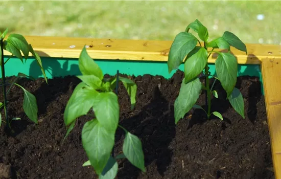 Jalapeno-Paprika - Einpflanzen ins Hochbeet Jalapeno-Paprika - Einpflanzen ins Hochbeet