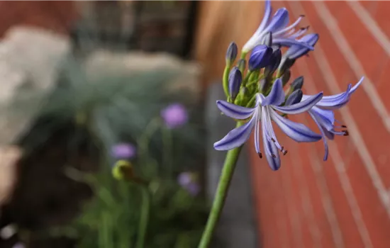 Afrikanische Schmucklilie - Einpflanzen im Garten Afrikanische Schmucklilie - Einpflanzen im Garten
