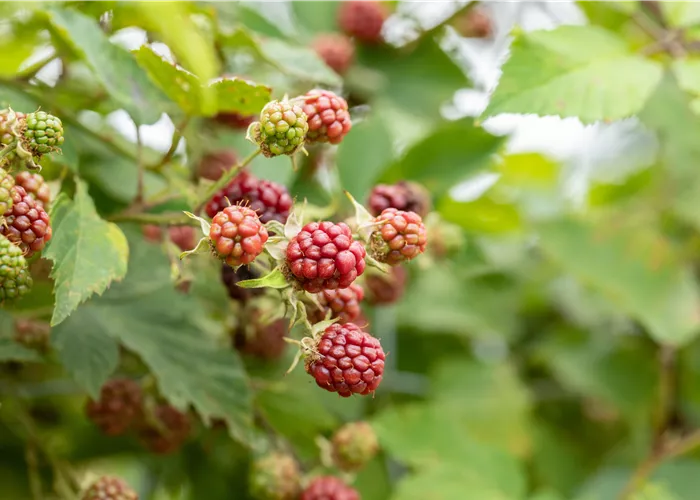 Im Frühjahr Brombeeren pflanzen für eine erfolgreiche Ernte