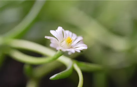 Kriechende Mittgsblume - Einpflanzen im Garten Kriechende Mittgsblume - Einpflanzen im Garten