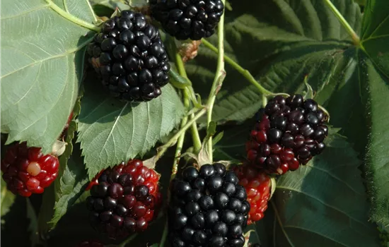 Rubus occidentalis 'Black Jewel' Rubus occidentalis 'Black Jewel'