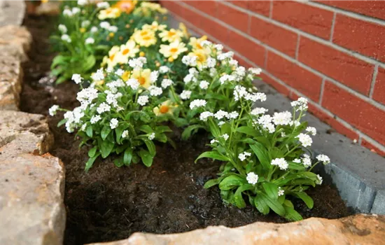 Weisses Vergissmeinnicht - Einpflanzen im Garten