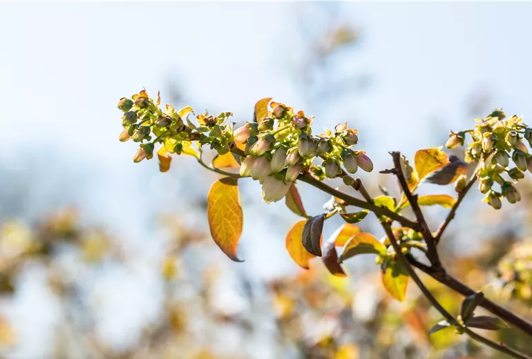Vaccinium corymbosum 'Meader' Vaccinium corymbosum 'Meader'