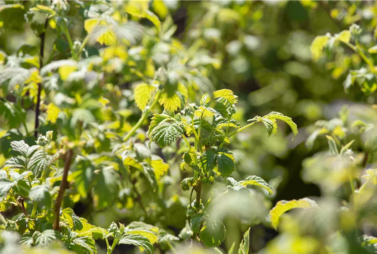 Rubus idaeus Rubus idaeus