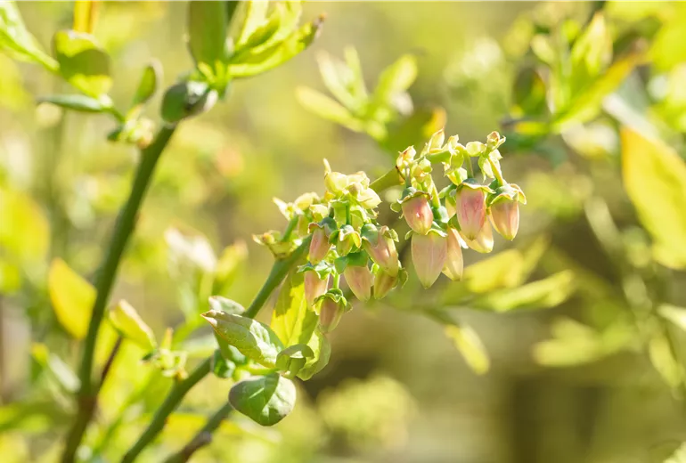Vaccinium corymbosum 'Blue Jay' Vaccinium corymbosum 'Blue Jay'