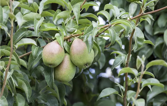 So bereichern diese vitaminreichen Obstpflanzen jeden Garten So bereichern diese vitaminreichen Obstpflanzen jeden Garten