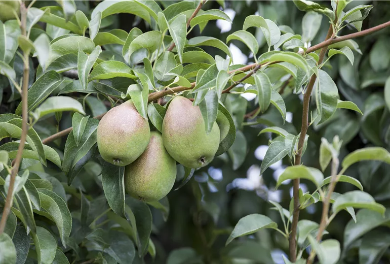Pyrus communis Pyrus communis