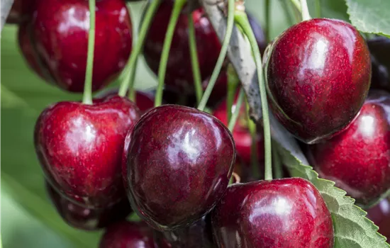 Prunus avium 'Kordia'