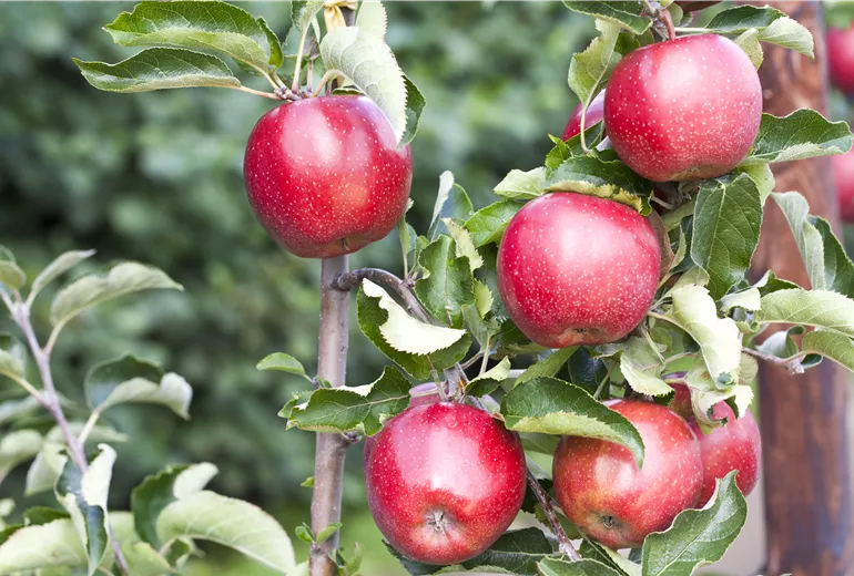 Malus domestica 'Jonagold' Malus domestica 'Jonagold'