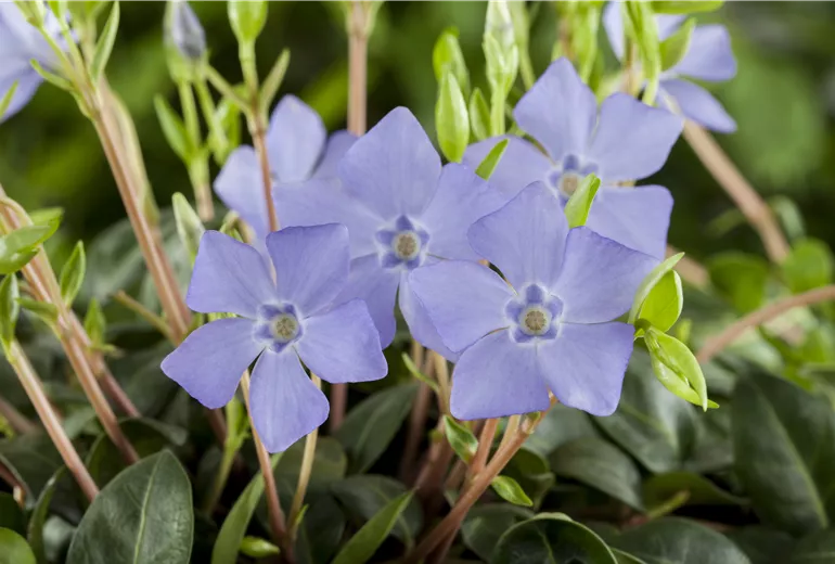 Vinca minor