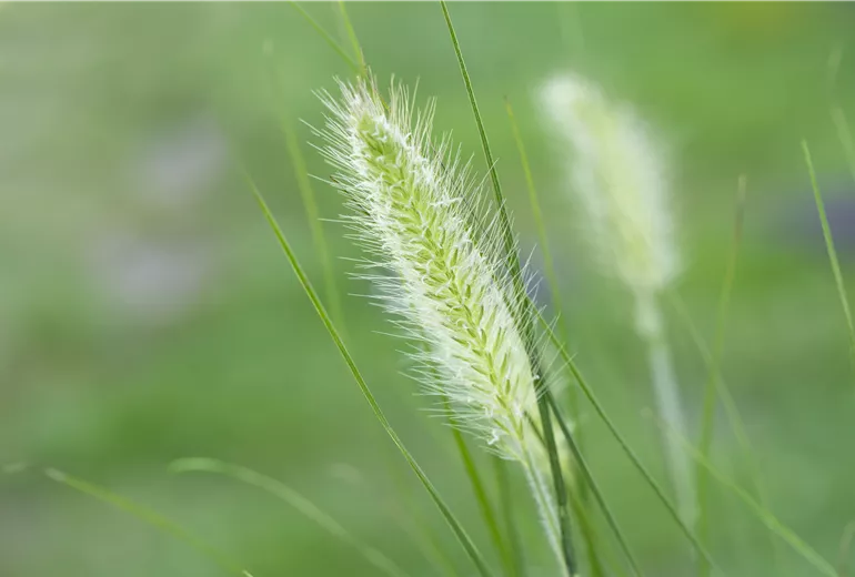 Pennisetum alopecuroides 'Hameln' Pennisetum alopecuroides 'Hameln'