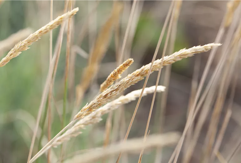 Koeleria glauca Koeleria glauca