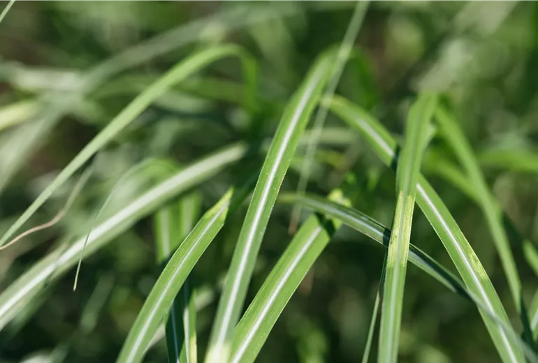 Miscanthus sinensis Miscanthus sinensis