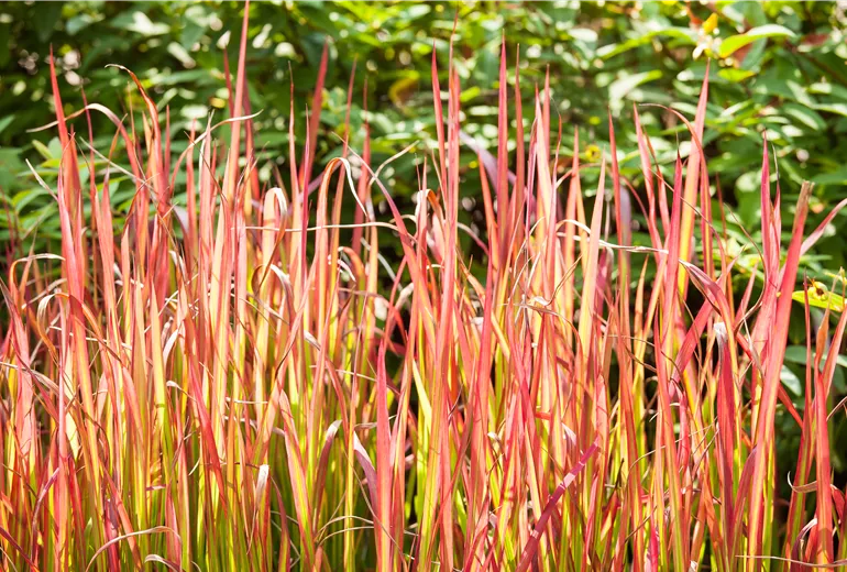 Imperata cylindrica 'Red Baron' Imperata cylindrica 'Red Baron'