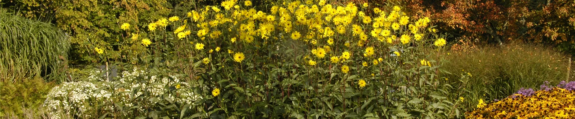 Helianthus atrorubens Helianthus atrorubens
