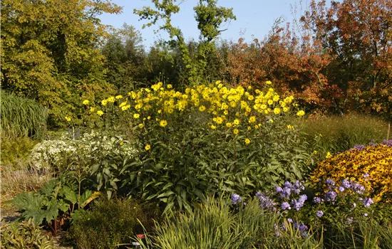 Langlebige Sonnenstauden für den Garten Langlebige Sonnenstauden für den Garten