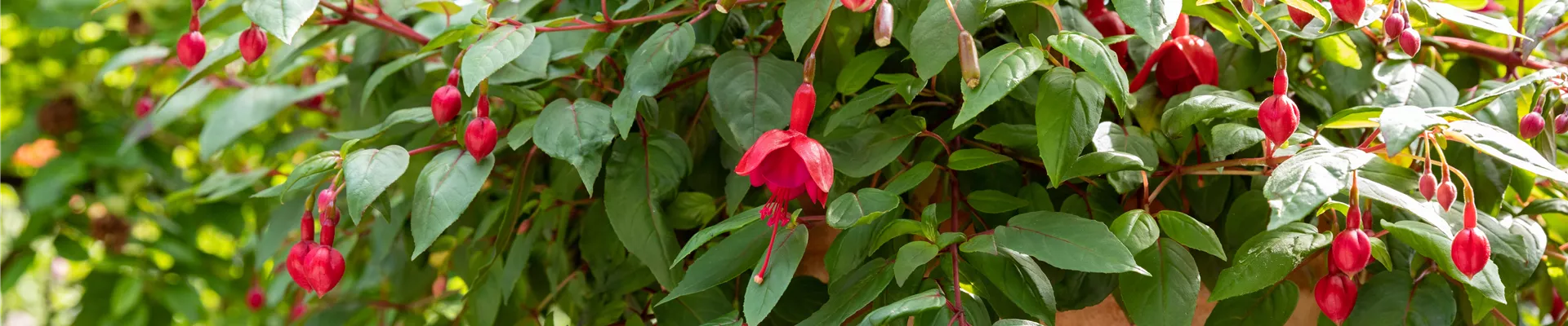 Fuchsia Hybride, hängend Fuchsia Hybride, hängend