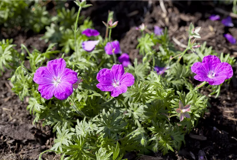 Geranium sanguineum 'Cedric Morris'