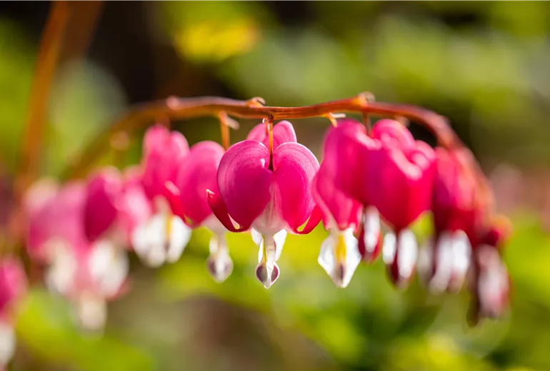Dicentra spectabilis Dicentra spectabilis